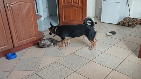 The reaction of the cat and dog to the call of the owner