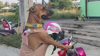 Dog Perches on Motorcycle