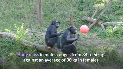 Are Bonobos human?.. why do they love sex so much?