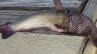 Snake Tries to Swallow Fish Whole