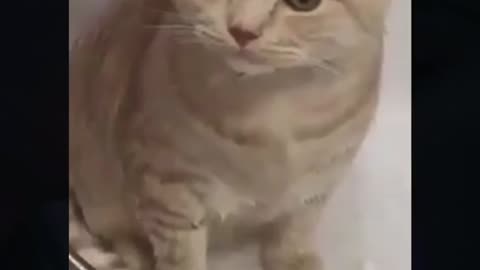 cute fluffy cat taking a bath