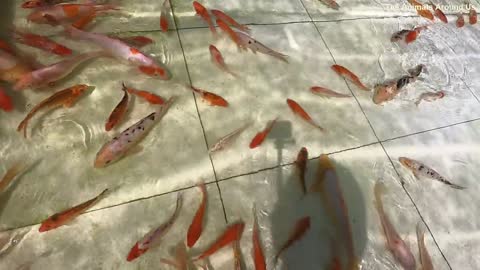 Beautiful_Koi_Carp_Fish_-_Animals_SOO_Cute!_Koi_Fish_Videos