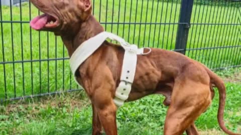 Muscular And Dangerous Dog Breed 😱?? || #shorts #crazydogs #dogshorts