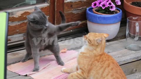 Slow Motion – A Ginger And Grey Cat Fighting, One Gets Scared And Escapes