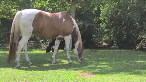 Lazy Sunday afternoon Renegade at the ranch