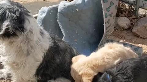 Annoying puppies