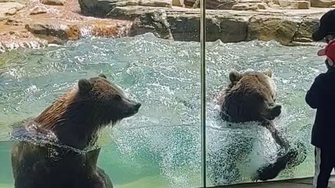 Dancing Bears Make Waves at the Zoo