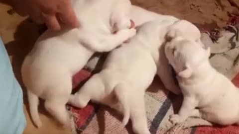 Tinies little pitbull puppies