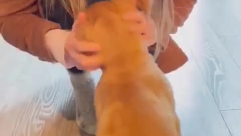 Dog Perfectly Mocks Teenager's Broken Leg 'Walk'