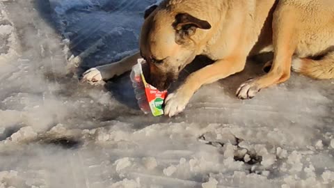 Two strays in the snow