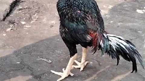 Rooster 🐓 Video By Kingdom of Awais