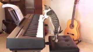 Cat takes anger on piano