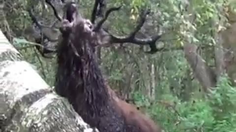 Elk Went Highway To Get Help From Human🦌