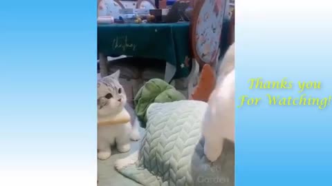 Cute Pets And Funny Animals Compilation - really funny