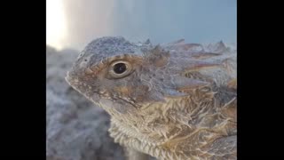 Lizards of Tucson Arizona