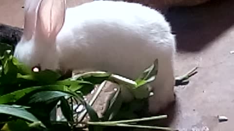 White Rabbit Eating