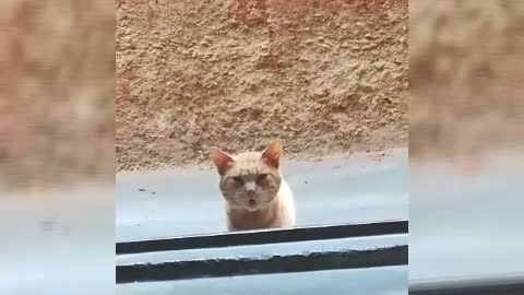 This Sushi cat visits the same Japanese restaurant every day at the same time