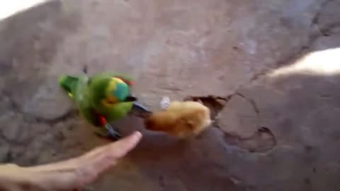 The chick fights the parrot