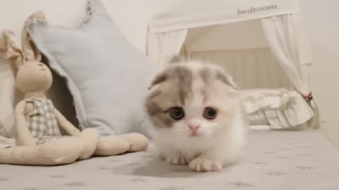 Funny Cute kitten and short legs