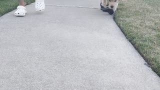 Sweet Pup Tries on Her First Pair of Shoes