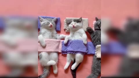 Baby Cats - Cute and Funny Cat Videos Compilation #14 | funnycog