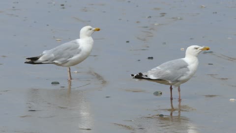 Seagulls in Water