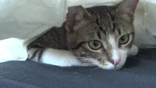 Funny Little Cat Hides Under Blanket