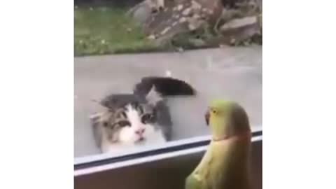 Parrot playing peekaboo with a cat