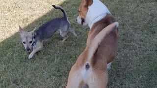 Dog Meets His Neighbor Jack