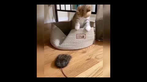 Funny and Cute Cat new video
