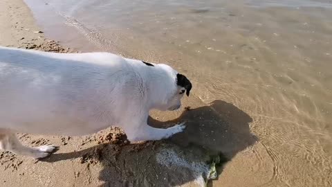 Pup Desperately Tries To Befriend Frog At The Beach