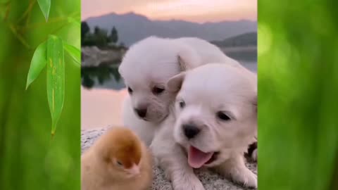 Animals Funny Video | Cute Pets | Dog