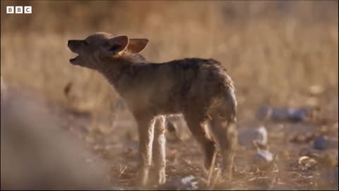 Wild Dogs Battle For Food | Dogs In The Wild: Meet The Family | BBC Earth