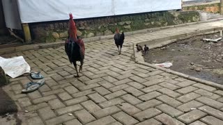 in the morning there are chickens looking for food