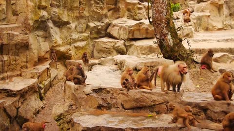 Macaque Monkeys Family Gathering Near Water Fall