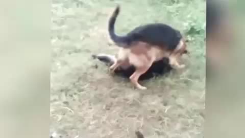 two dogs are fighting
