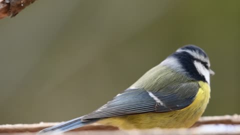 Lovely bird eatsy