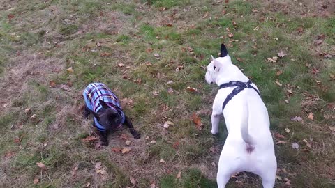 English bull terrier playing with French bulldog