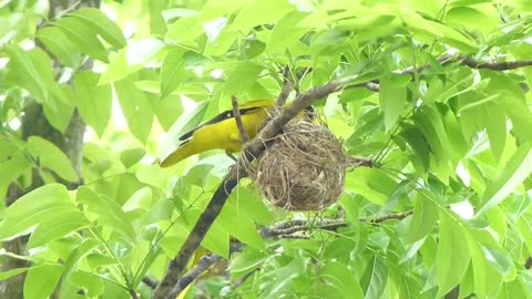 Black-naped Oriole Nesting