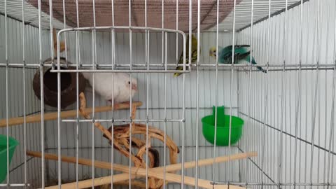 My birds in cage