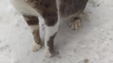 American curl in the snow