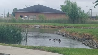 Geese swimming