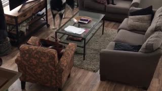 Three black dogs howl in a living room