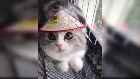 funny Cute and Funny Cat