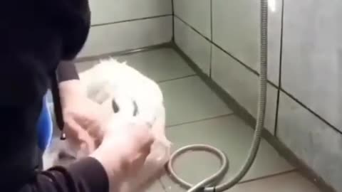 A dog under the shower