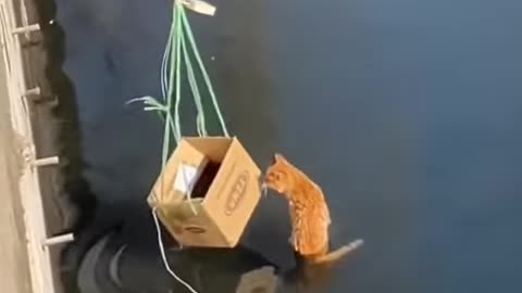 Rescue a cat from the middle of the river