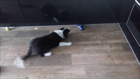 Cute Border Collie Puppy Scared of Toy Car