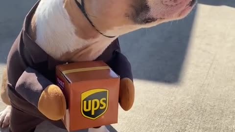 UPS dog on the job