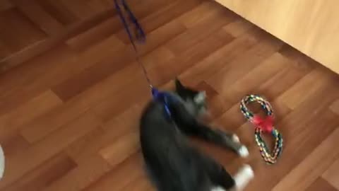 Dog Wants to Play With a Cat