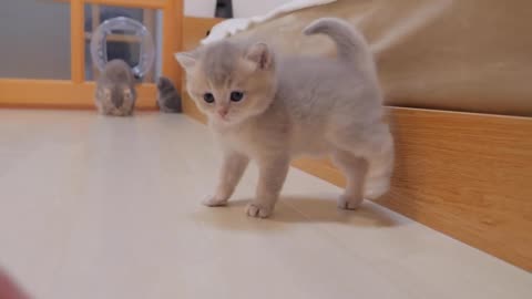 The kitten who tries to take back the mother cat but meets her revenge is too cute